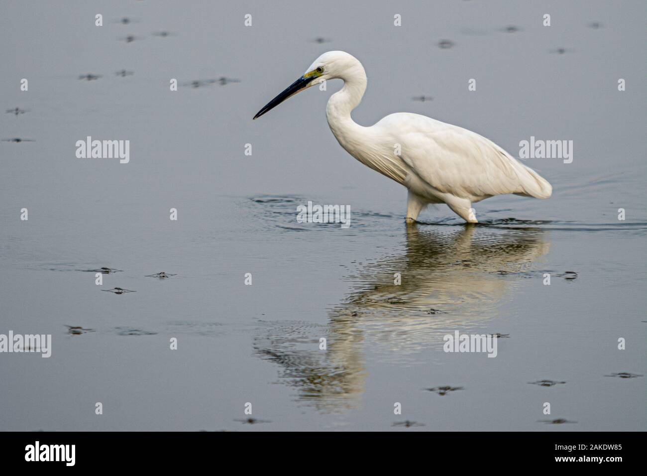 White Heron - pesce pescato Foto Stock