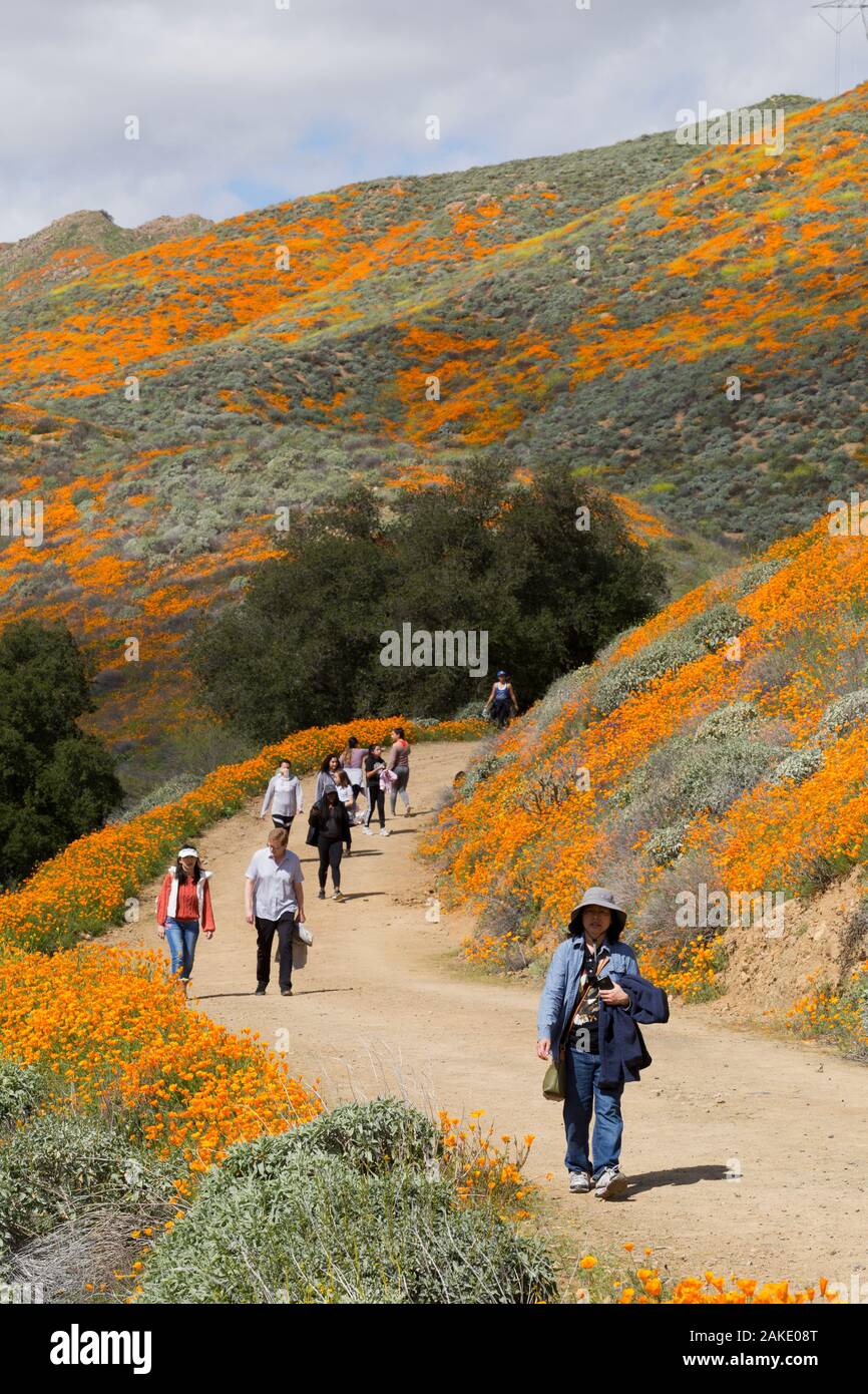 Persone che guardano la California Poppy Super bloom a Walker Canyon vicino al lago di Elsinore, California Foto Stock