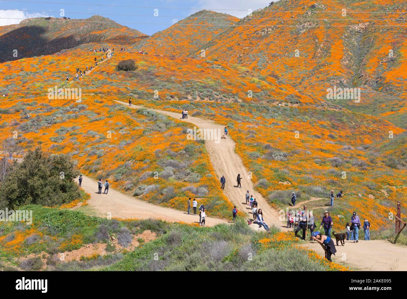 Persone che guardano la California Poppy Super bloom a Walker Canyon vicino al lago di Elsinore, California Foto Stock