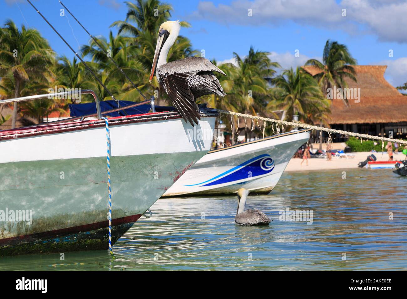 Pellicani e barche da pesca nella baia di Akumal, Riviera Maya, costa dello Yucatan, Quintana Roo, Messico Foto Stock