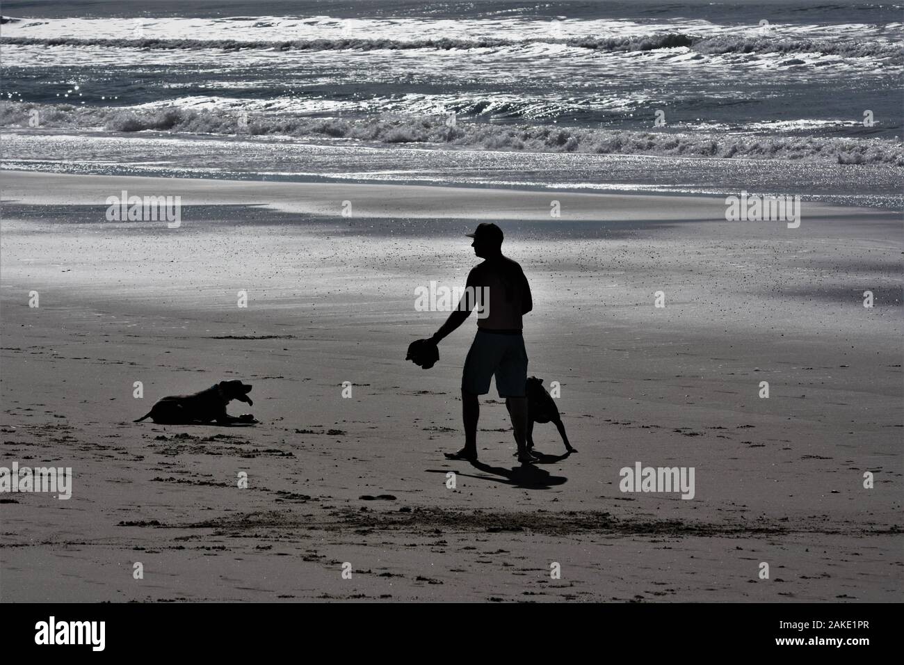 Un uomo e i suoi cani sulla spiaggia di Ventura California giocare con bastoni e una palla su un pomeriggio inverni negli Stati Uniti d'America in vacanza divertente Foto Stock