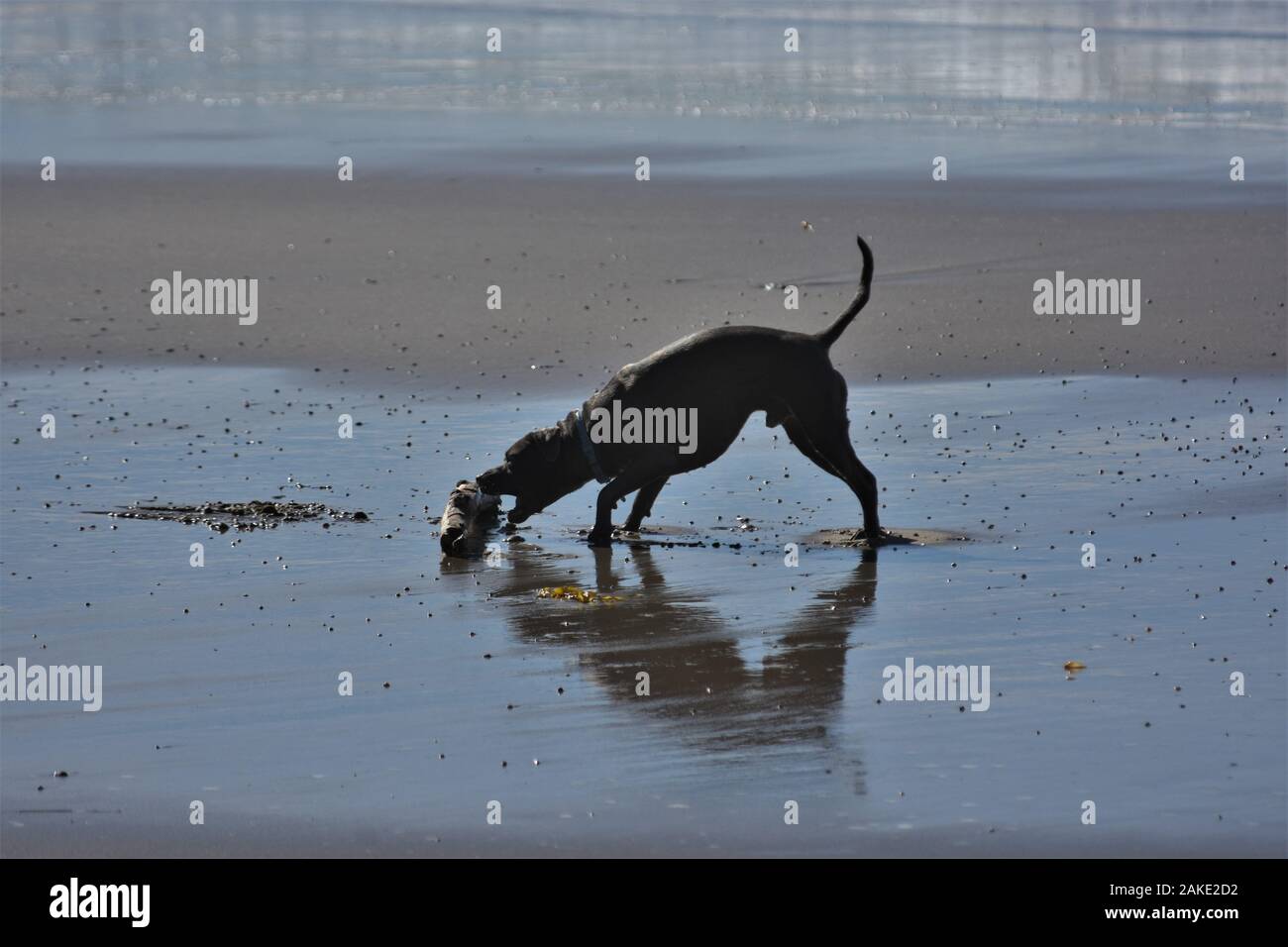 Un uomo e i suoi cani sulla spiaggia di Ventura California giocare con bastoni e una palla su un pomeriggio inverni negli Stati Uniti d'America in vacanza divertente Foto Stock