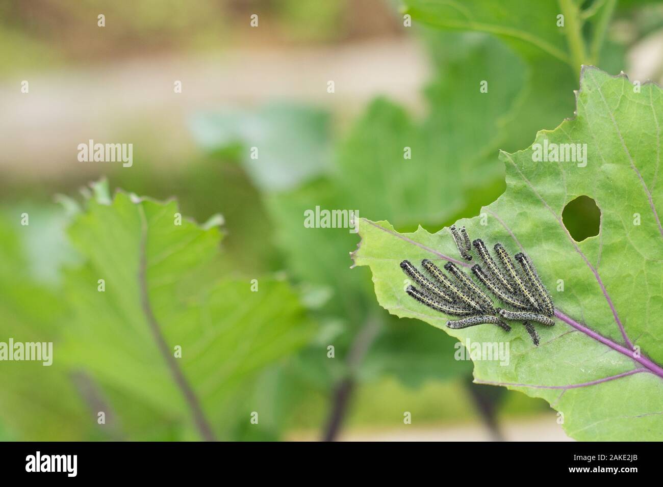 Le larve di caterpillar del cavolo bianco a farfalla per mangiare le foglie di cavolo. Foto Stock