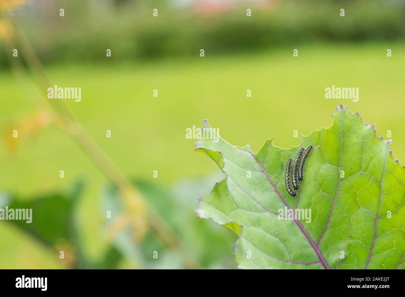 Le larve di caterpillar del cavolo bianco a farfalla per mangiare le foglie di cavolo. Foto Stock