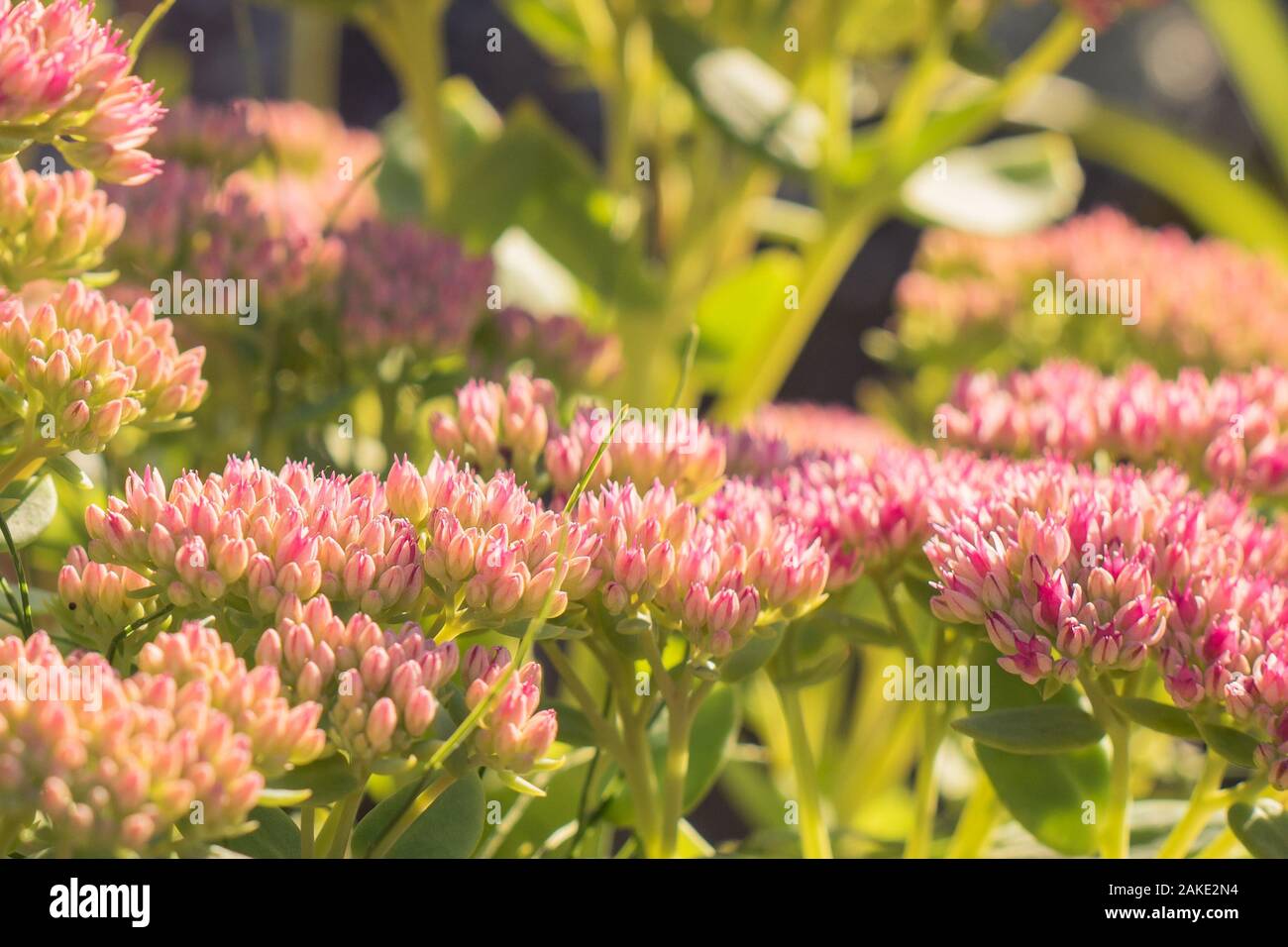Globo di fiori di amaranto con colorati bokeh arte Foto Stock