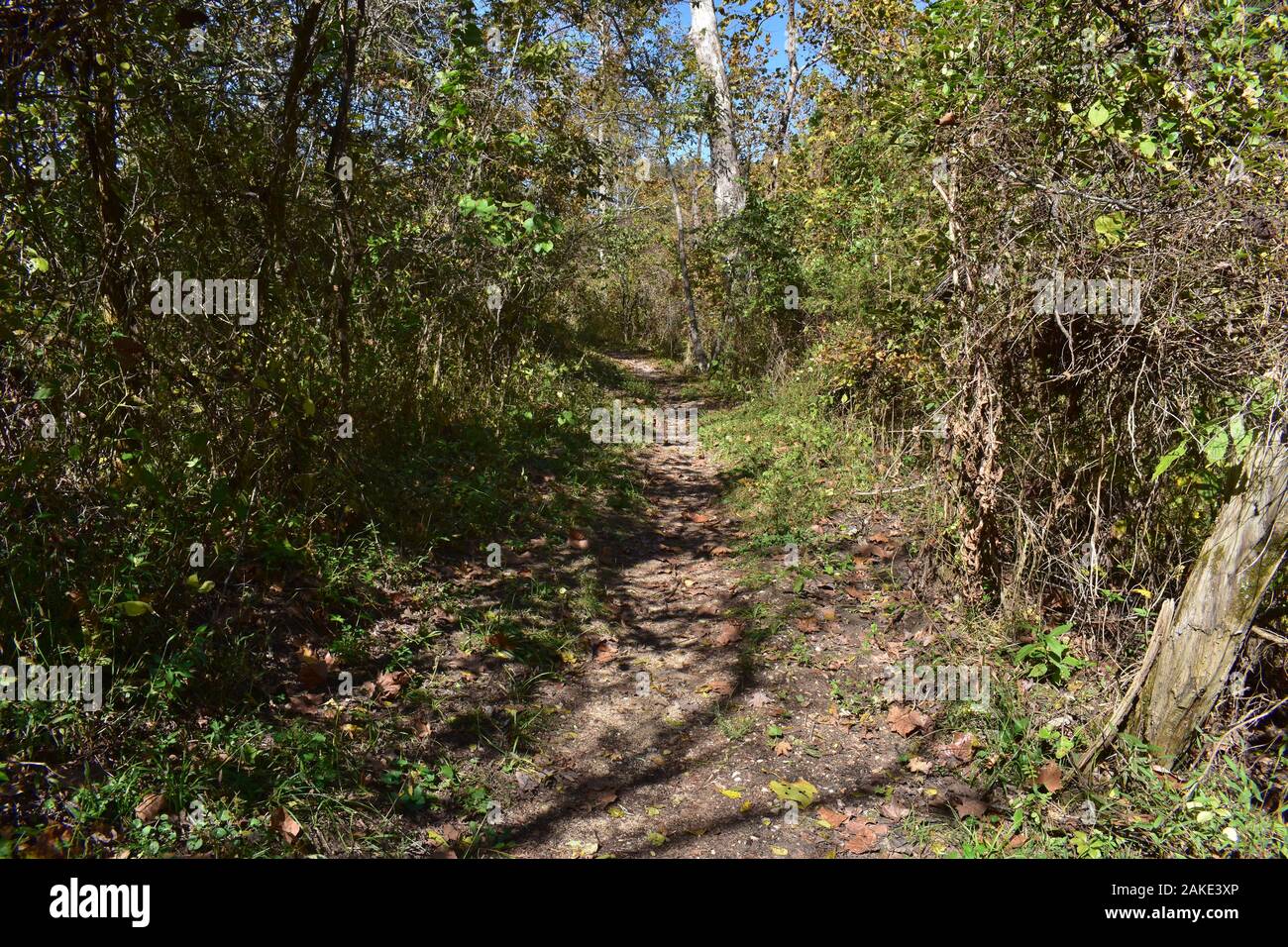 Il Welch Spring Trail, che conduce alle rovine di Welch Spring e Hospital, sull'attuale fiume vicino a Jadwin, Missouri, Missouri, Stati Uniti, Stati Uniti, Stati Uniti, STATI UNITI. Foto Stock