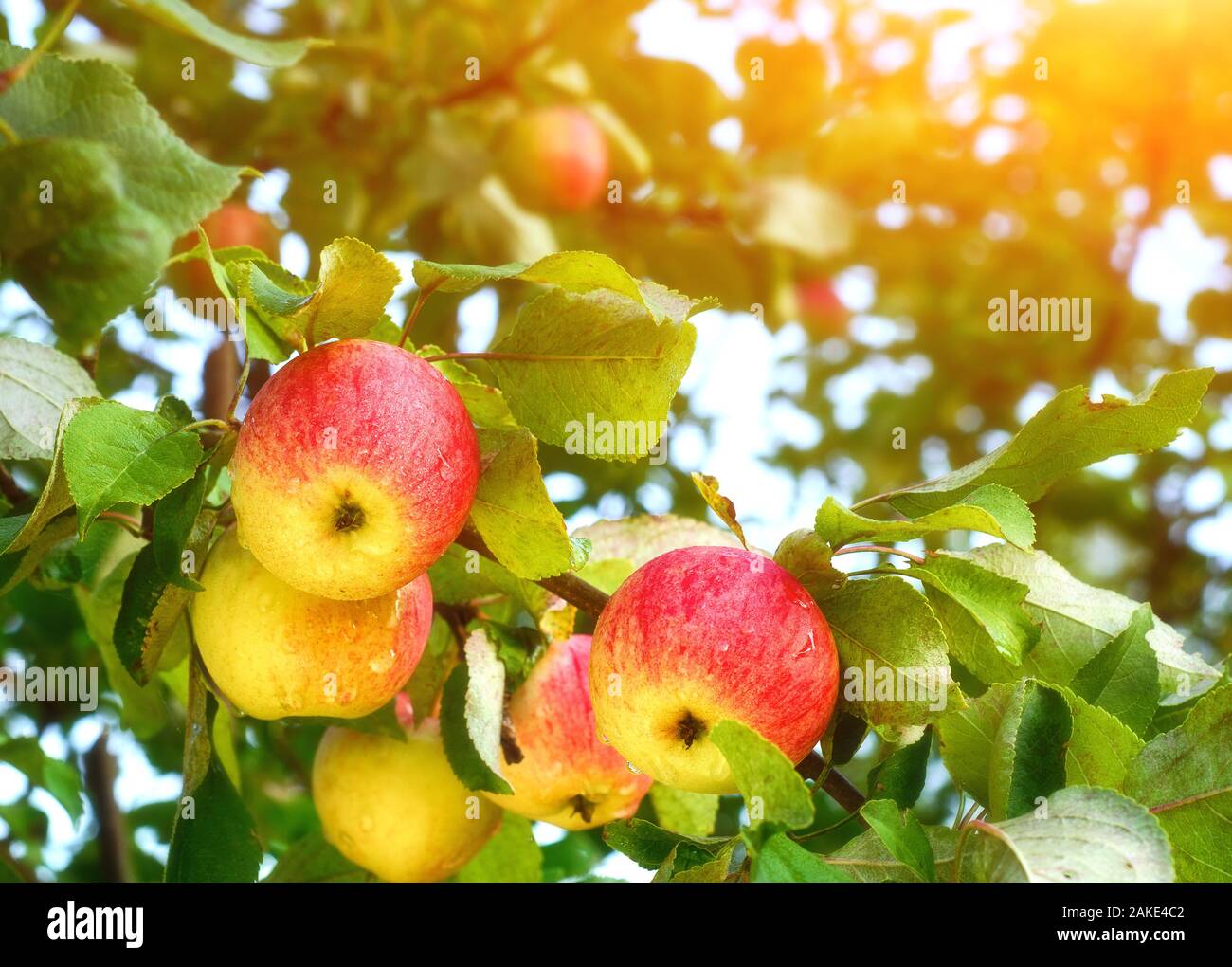 Le mele rosse sul ramo. Succosa mela in giardino Foto Stock