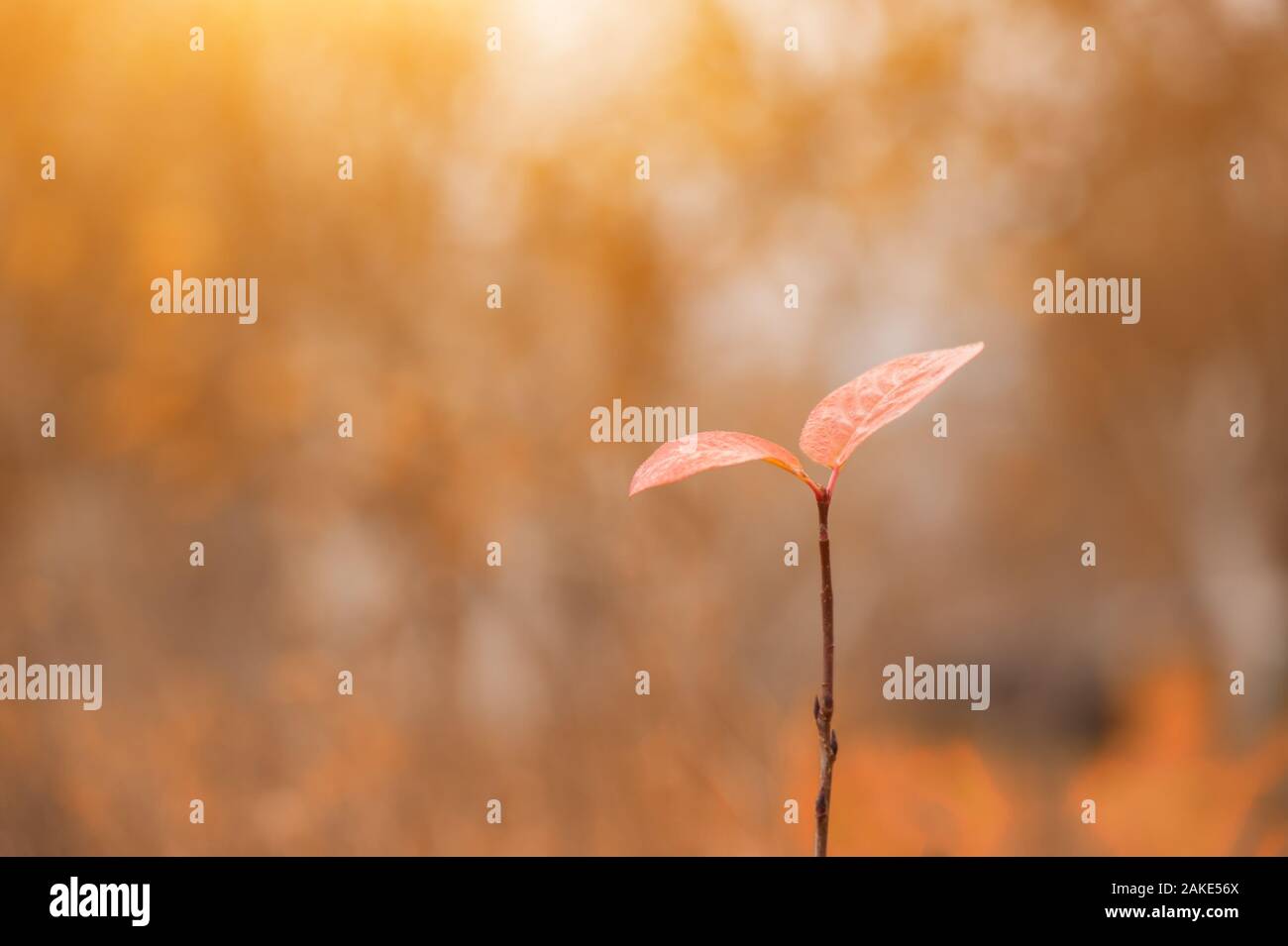 Foglie di autunno su sun. Autunno sfondo sfocato Foto Stock