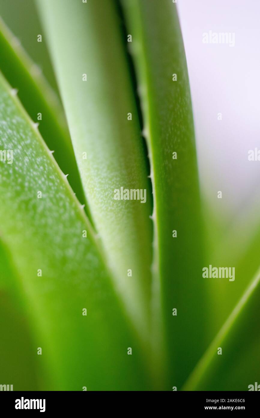 una raccolta di foglie di palma verde aloe vera prese con una macro lente Foto Stock
