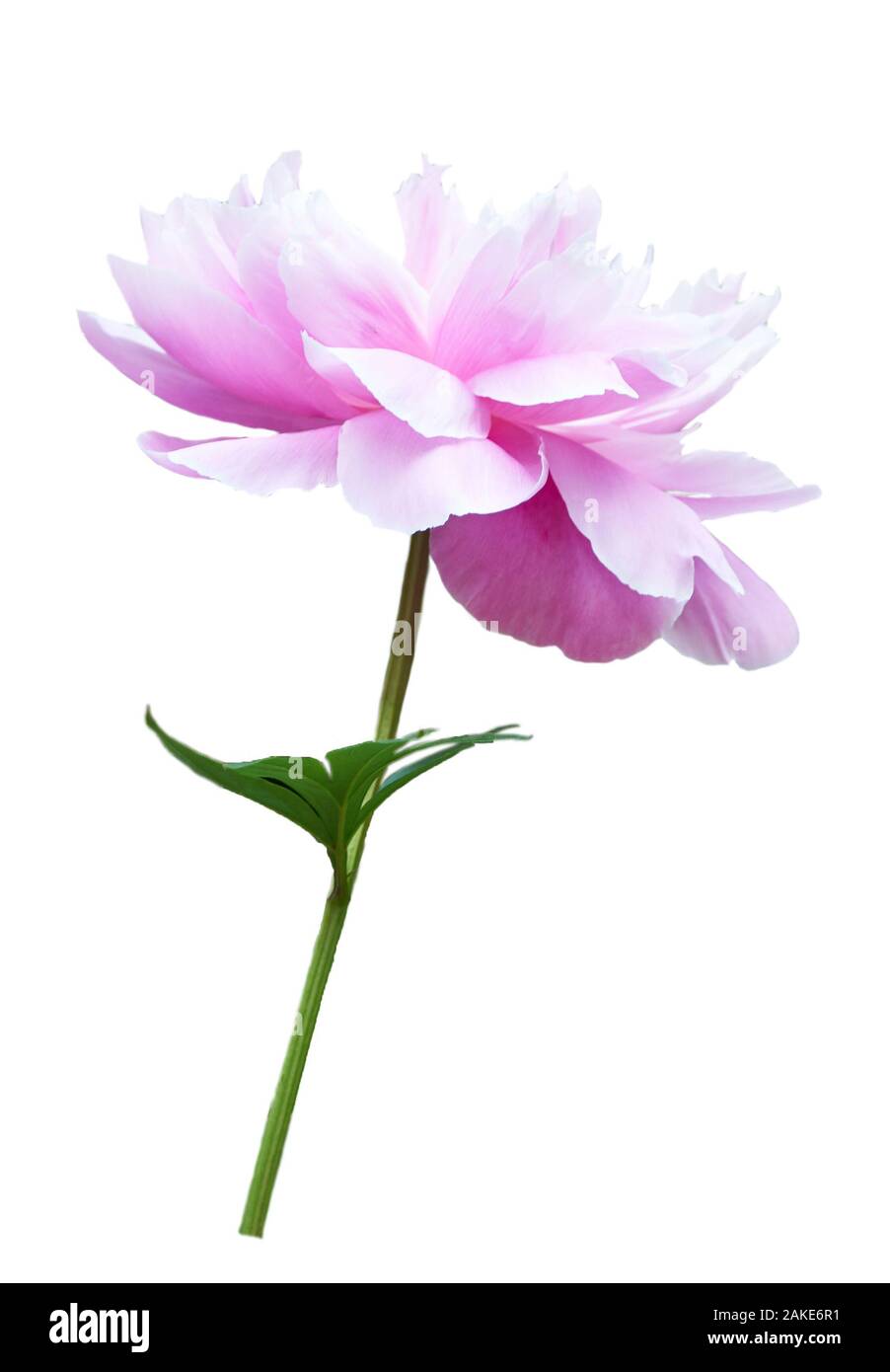 Splendida peonia fiore su sfondo bianco. Fiore rosa isolato. Foto Stock