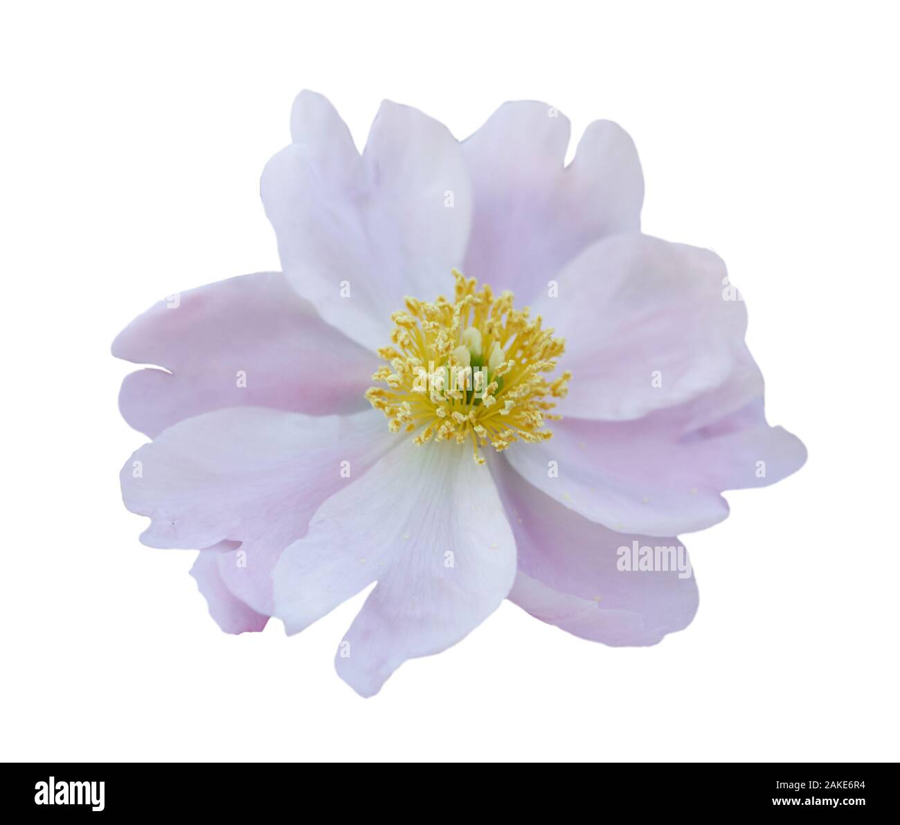 Splendida peonia fiore su sfondo bianco. Fiore rosa isolato. Foto Stock