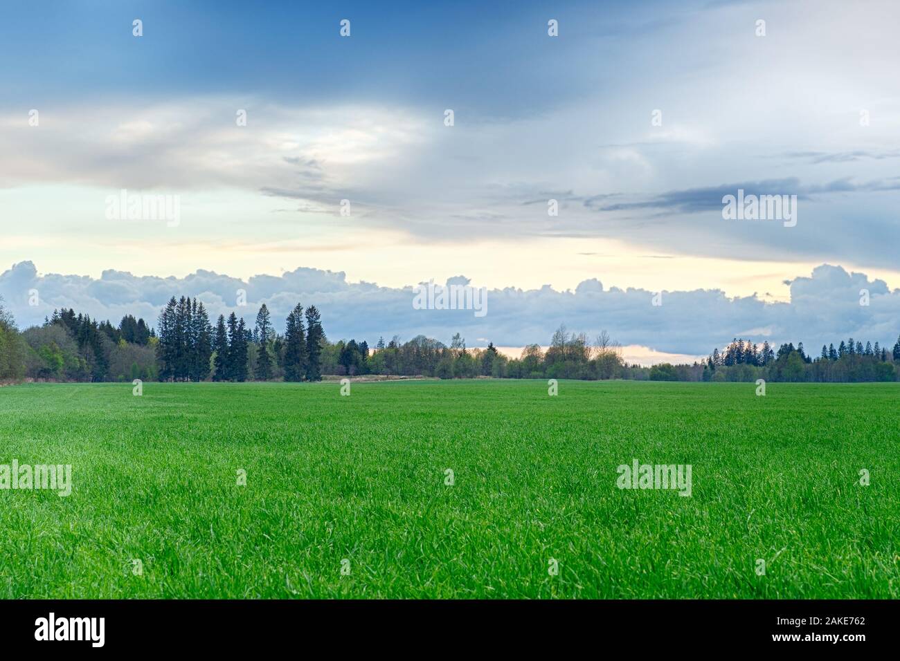 Un campo disseminato di erba e la foresta. Paesaggio estivo. Foto Stock