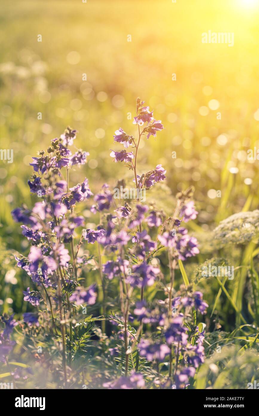Violetta, fiori selvatici con la luce del sole. Close up Foto Stock