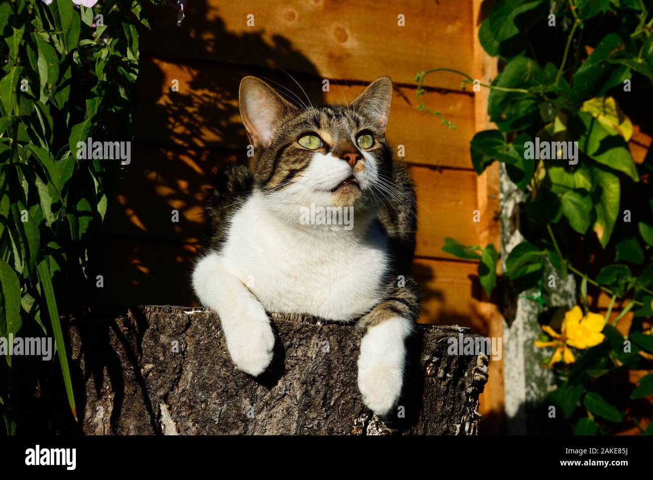 Un corto interno pelose tabby cat cercando seduti su un ceppo di albero in un giardino inglese. Foto Stock