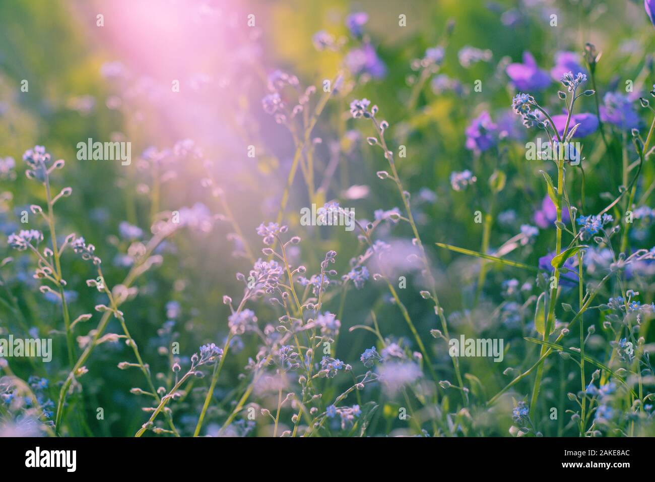 Violetta, fiori selvatici con la luce del sole. Close up Foto Stock
