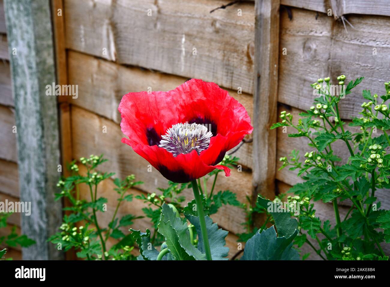 Impianto di papavero cresce in un giardino inglese in estate Foto Stock Impianto di papavero cresce in un giardino inglese in estate Foto Stock