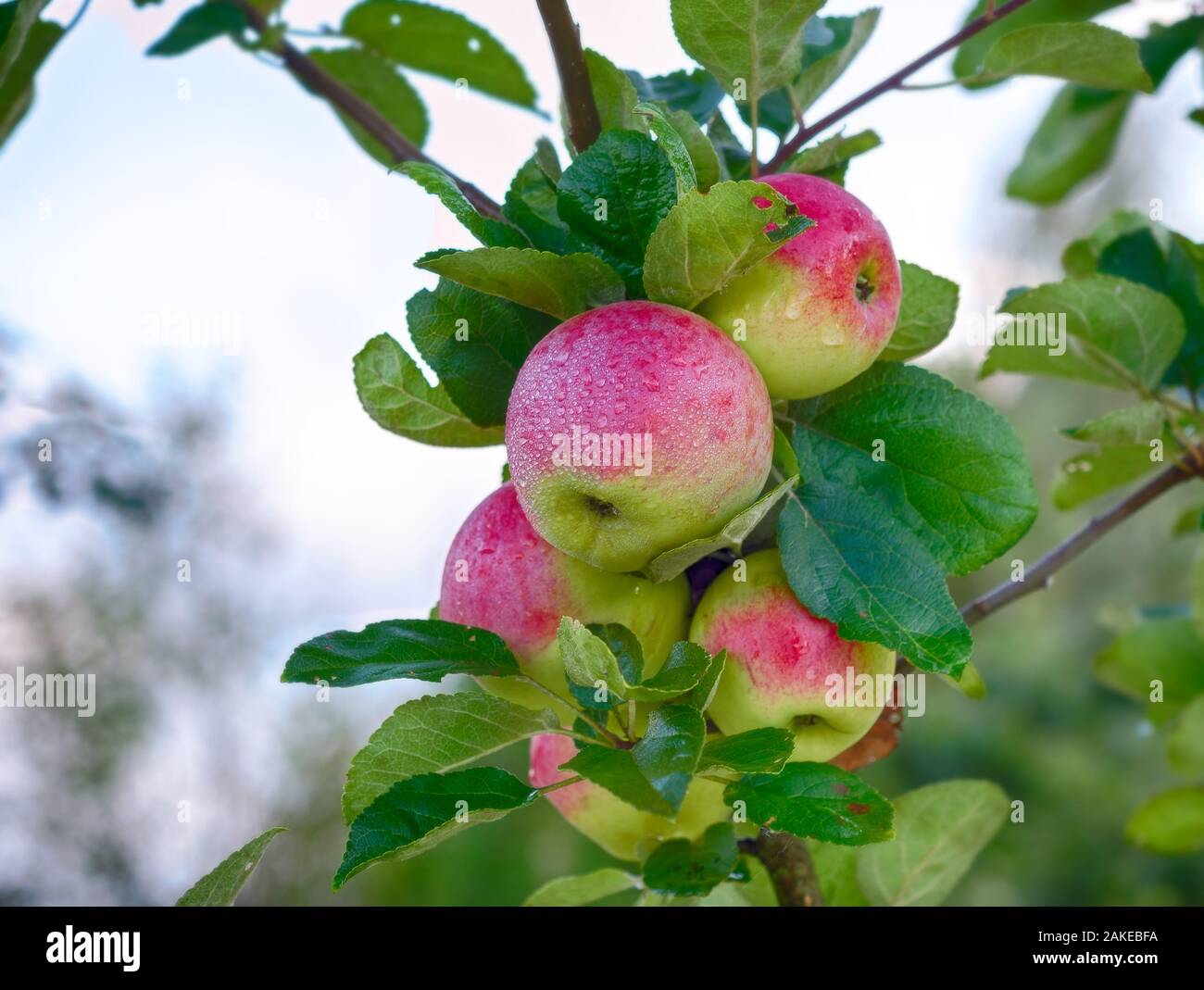 Red apple sul ramo. Succosa mela in giardino Foto Stock