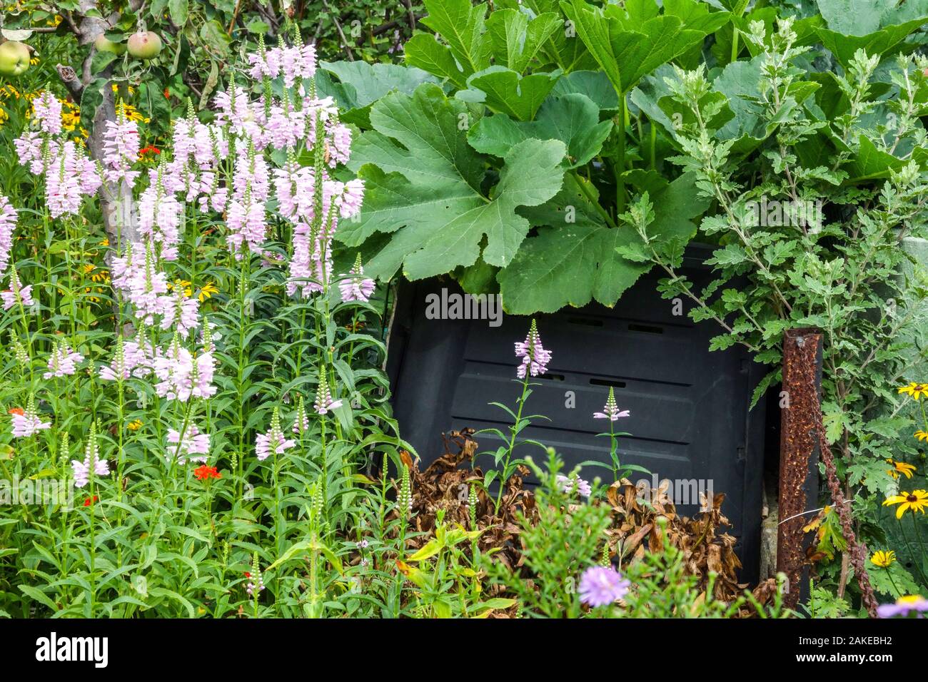 Composter di plastica in piante di compost da giardino coltivate Foto Stock