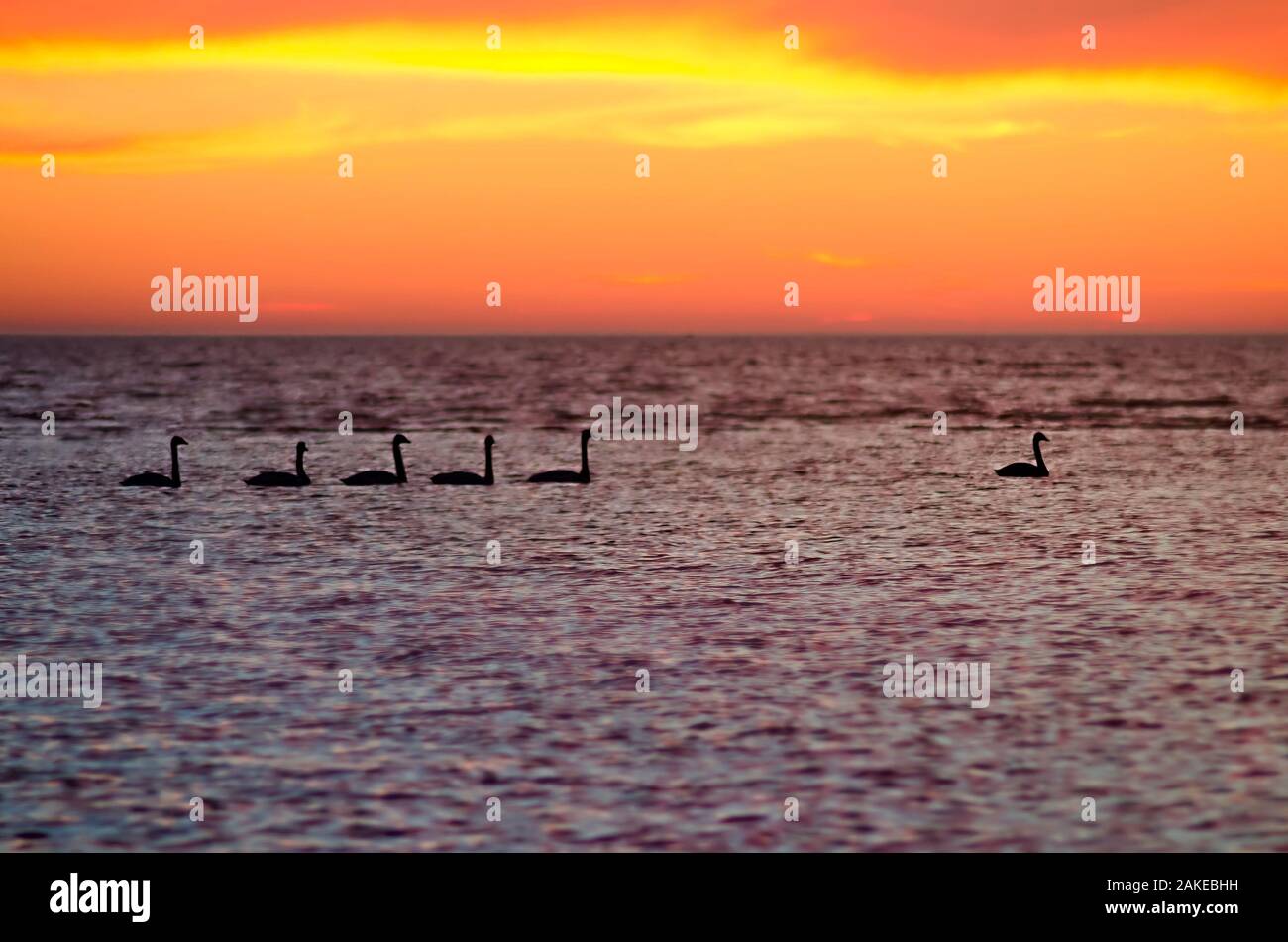 Lago Chudskoy (Lago Peippsi), Estonia. Tramonto sul lago estone. Silhouette Swans Foto Stock