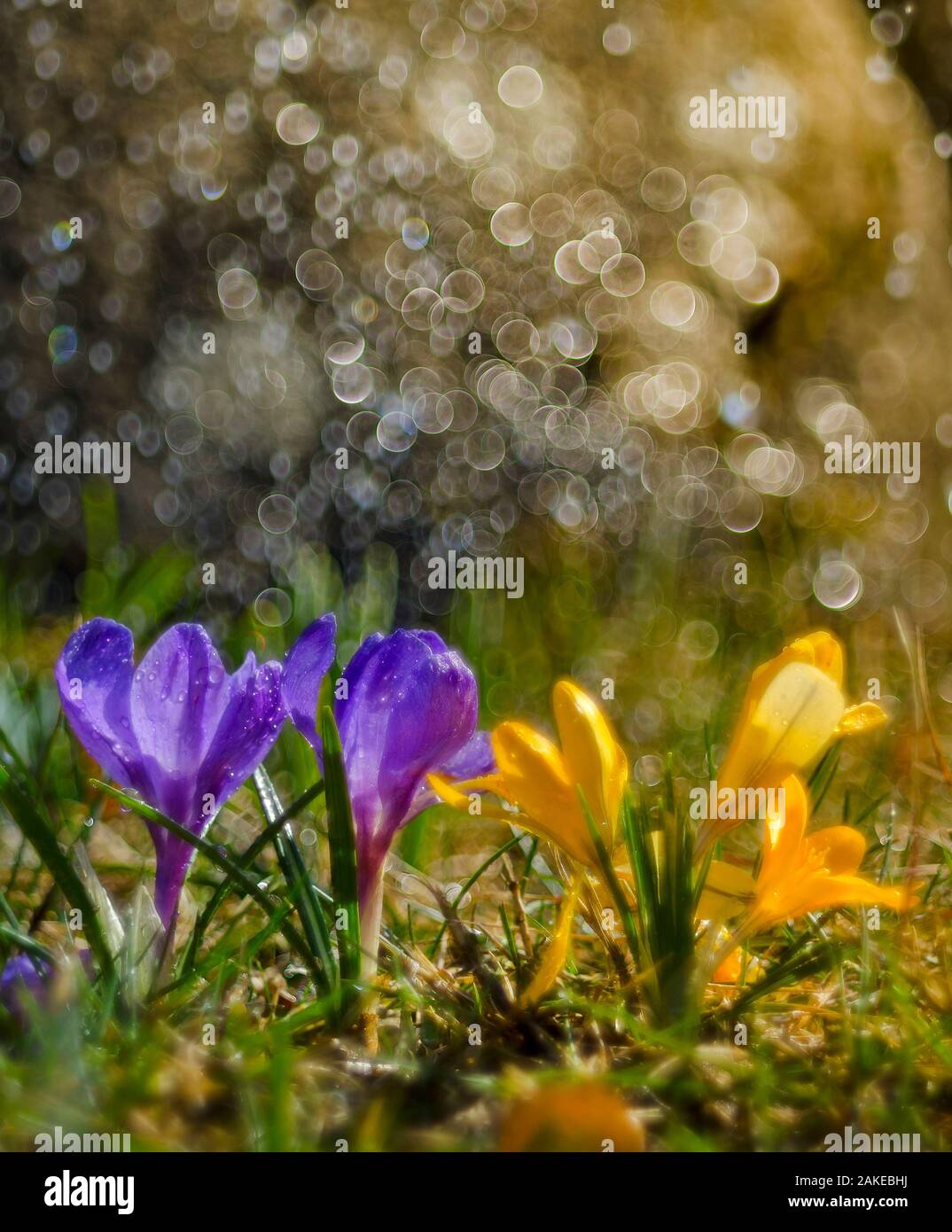 Piccoli fiori di crochi in primavera la pioggia Foto Stock