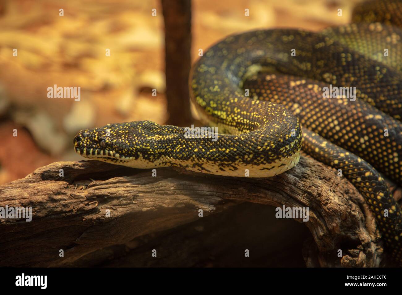 Venomous Carpet Python o Morelia spilota visto su un tronco di alberi nello zoo di Perth all'inizio di gennaio 2020. Foto Stock