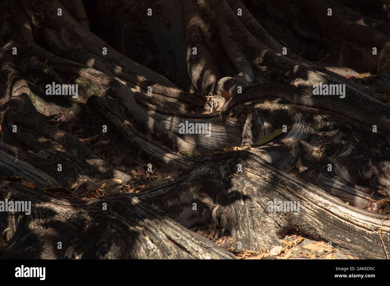 Grandi e ampie radici di albero di diffusione su terra. Foto Stock