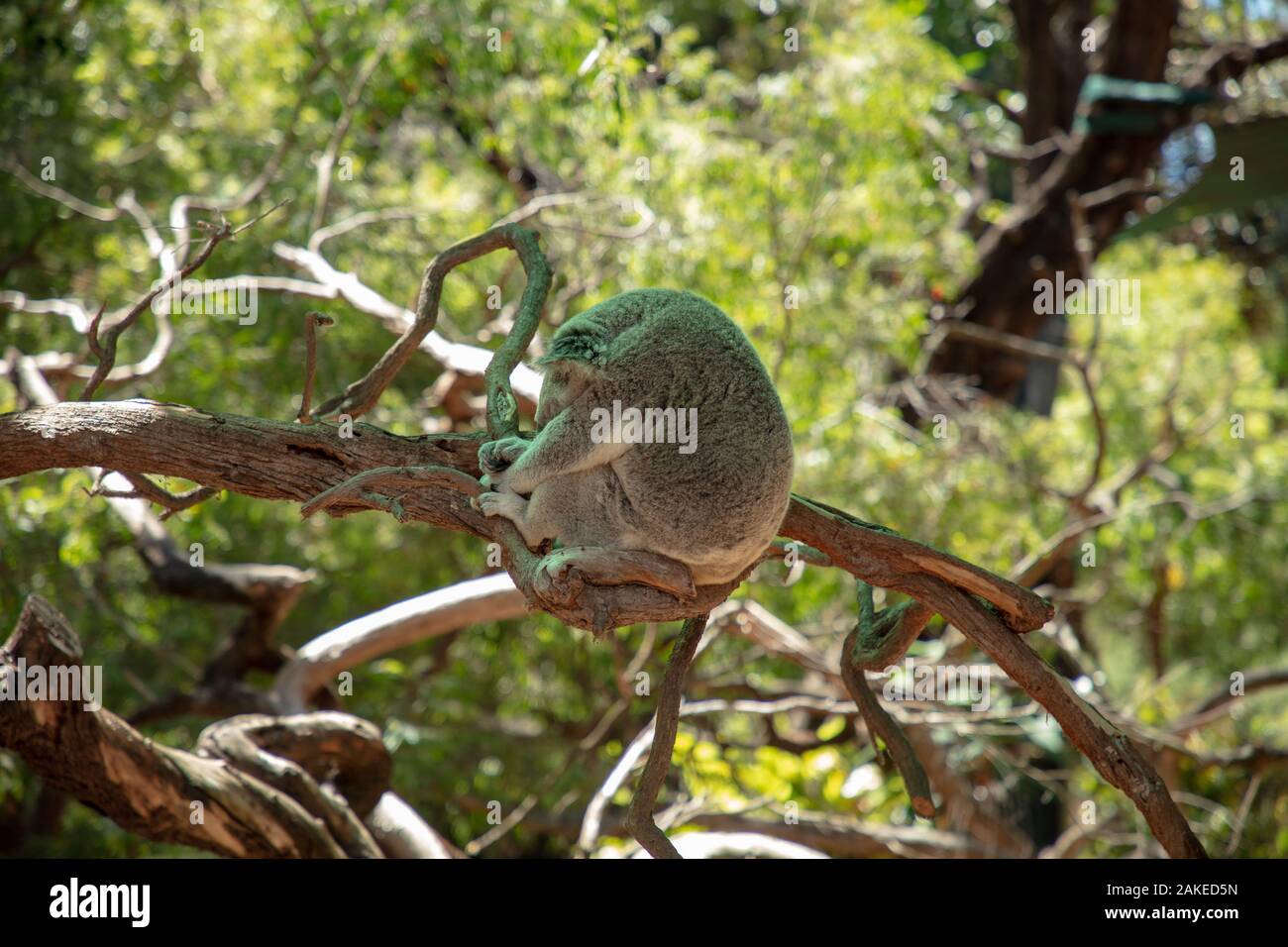 L'orso di Koala visto spiazzare in un albero nello Zoo di Perth, Australia Occidentale, all'inizio di Gennaio 2020. Foto Stock