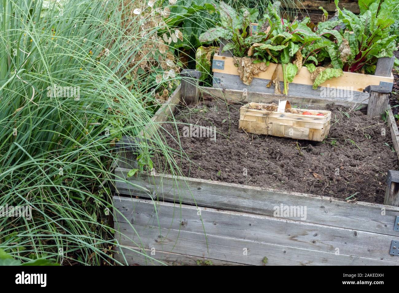 Compostiera in legno, giardino harvest Foto Stock