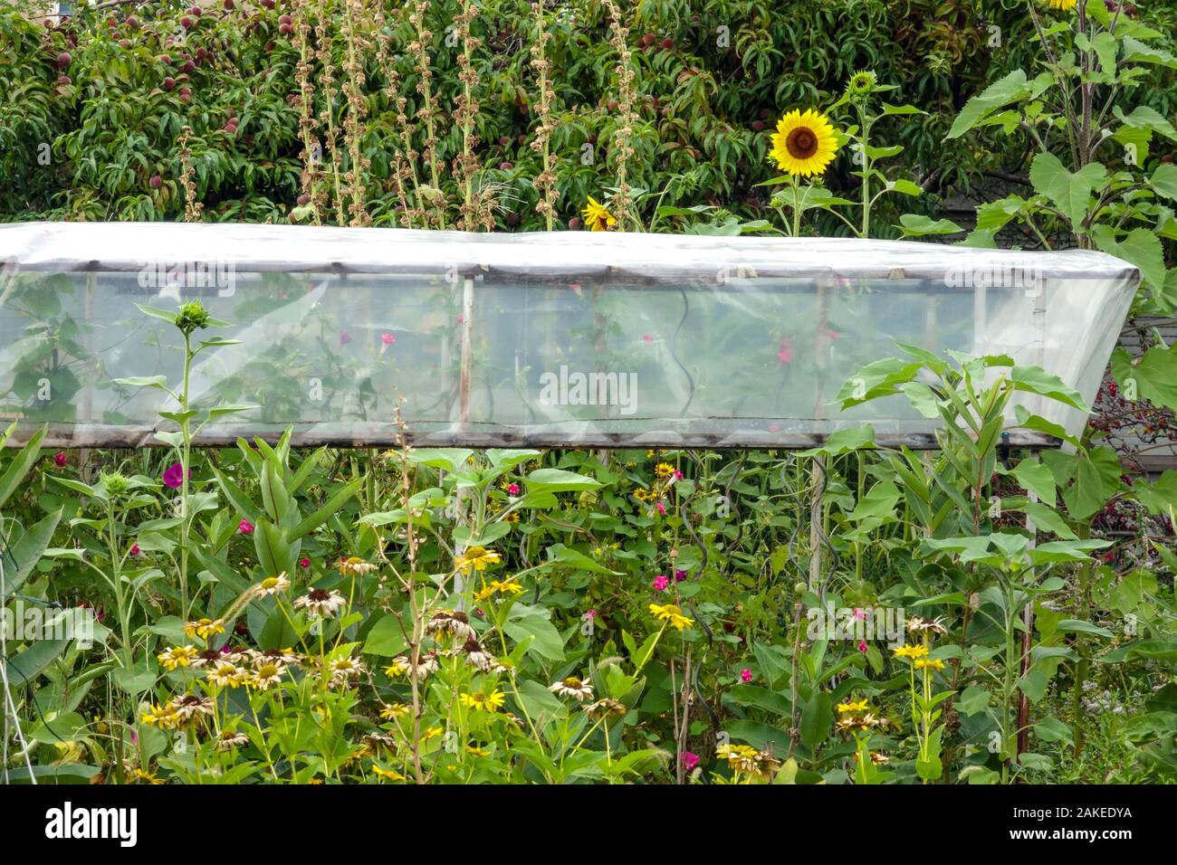 Impianto di plastica di protezione proteggere le piante in un giardino Foto Stock