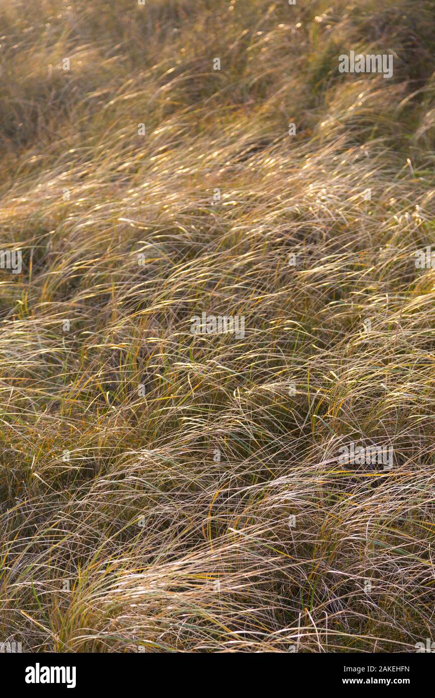 Golden erba muovendosi in vento a Duene isola di Helgoland a mare del Nord Foto Stock