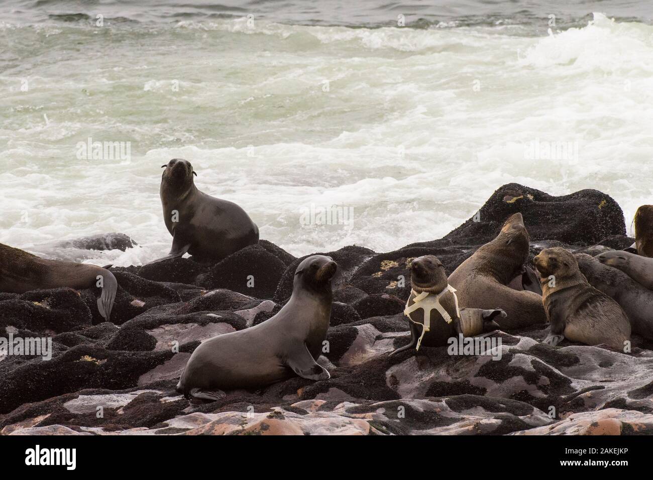 Brown pelliccia sigillo (Arctocephalus pusillus) con anello di plastica catturati intorno al suo collo, Namibia. Foto Stock