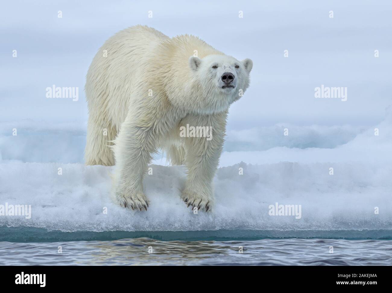 Orso polare (Ursus maritimus) permanente al bordo della banchisa, Svalbard, Norvegia. Giugno. Foto Stock