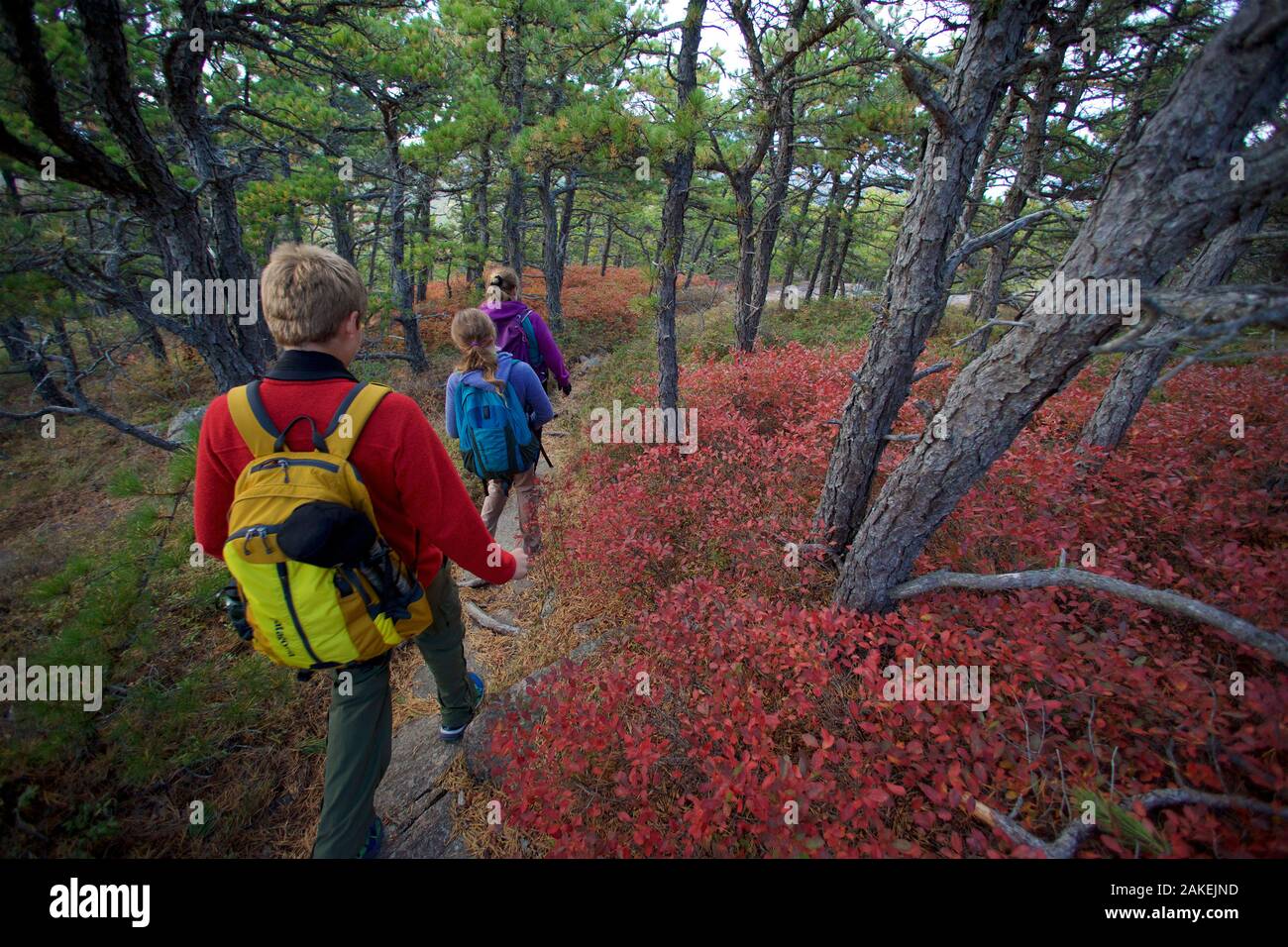 Famiglia escursioni nella foresta, Parco Nazionale di Acadia, Maine, Stati Uniti d'America. Ottobre 2013. Modello rilasciato. Foto Stock