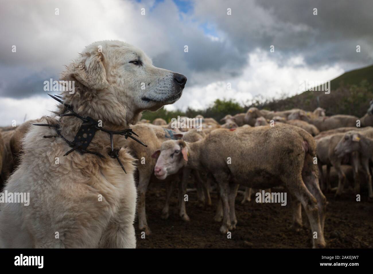 Maremma Sheepdog indossando il tradizionale anti-lupo collare spinato,  localmente noto come 'vreccale'. Parco Nazionale del Gran Sasso, Abruzzo,  in Italia, in giugno Foto stock - Alamy