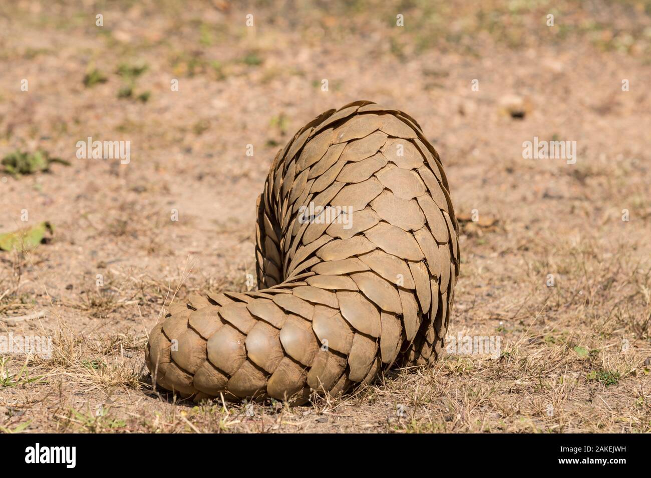Indiano (Pangolin Manis crassicaudata) vista posteriore del corpo e coda coperti con scale, Parco Nazionale di Kanha, Madhya Pradesh, India. Foto Stock