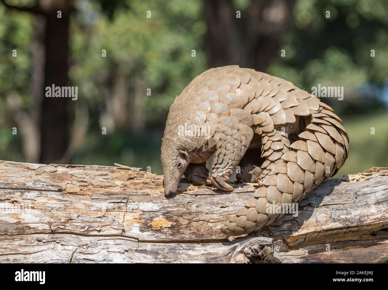 Indiano (pangolin Manis crassicaudata) foraggio per il cibo, probabilmente le termiti, Parco Nazionale di Kanha, Madhya Pradesh, India. Foto Stock