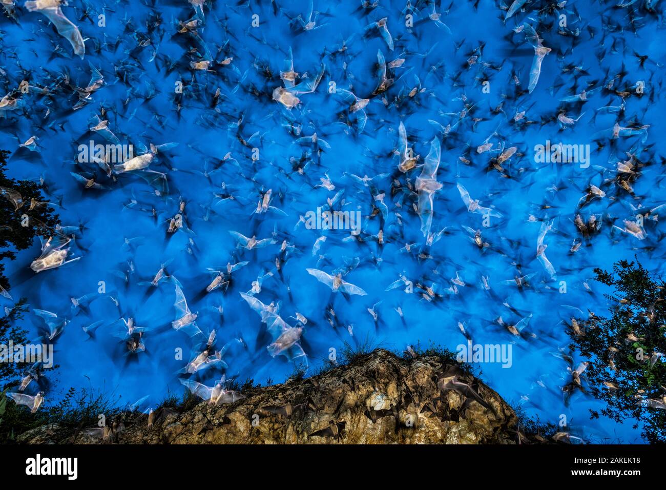 Libera messicano-tailed (Tadarida brasiliensis) pipistrelli emergono dal Eckert James River Pipistrelli preservare pipistrelli in Mason, Texas, Stati Uniti d'America. Luglio 2015. Foto Stock