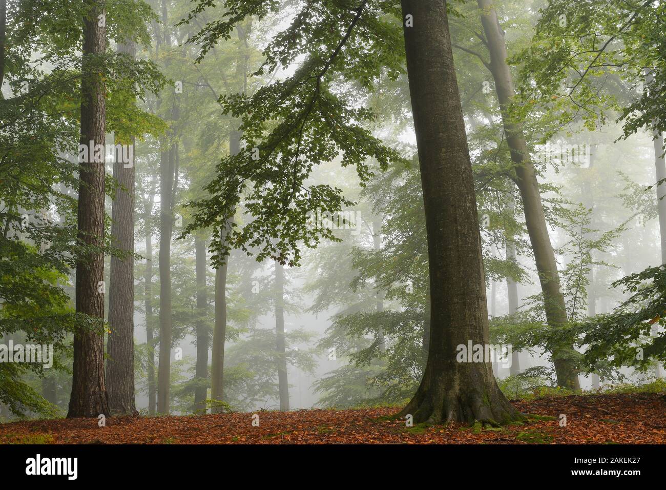 Europea di faggio (Fagus sylvatica) nella nebbia autunnale, Retz foresta, Aisne, Picardia, Francia, ottobre 2017 Foto Stock