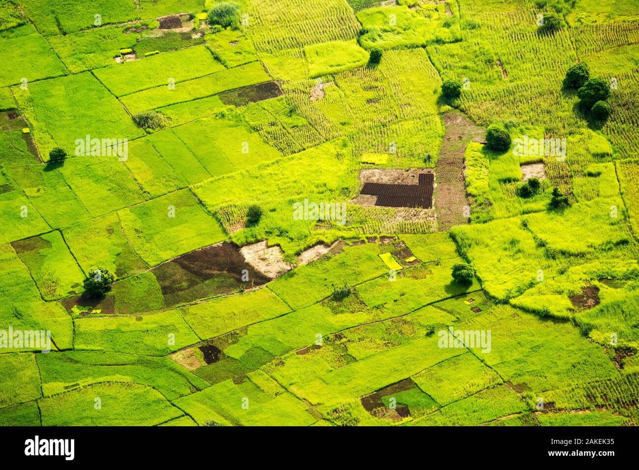 Guardando verso il basso dall'aria sulle risaie e le colture di mais in Shire Valley, Malawi, Africa. Foto Stock