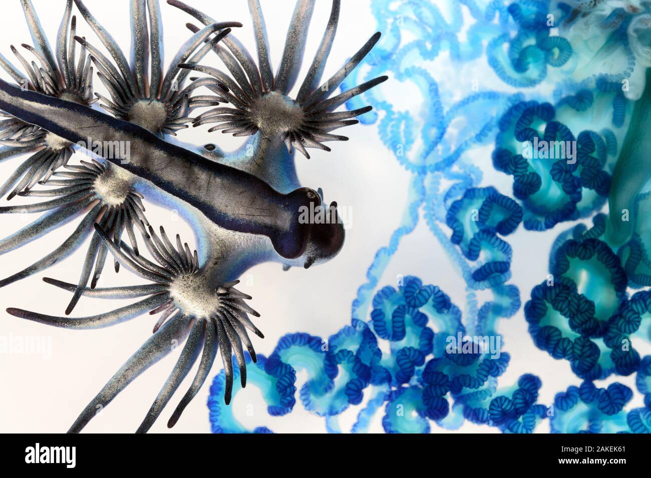 Blue Sea slug (Glaucus atlanticus) avvicinando il veleno-riempito tentacoli di un portoghese Indo-pacifico man-di-guerra (Physalia utriculus). Entrambi sono stati lavati a terra come parte di una massa, multi-giorno cordatura di migliaia di Portoghese uomo di guerra. Glauco nudibranchi sono immuni al veleno di le bottiglie di colore blu che consumano. Sud Africa. Foto Stock