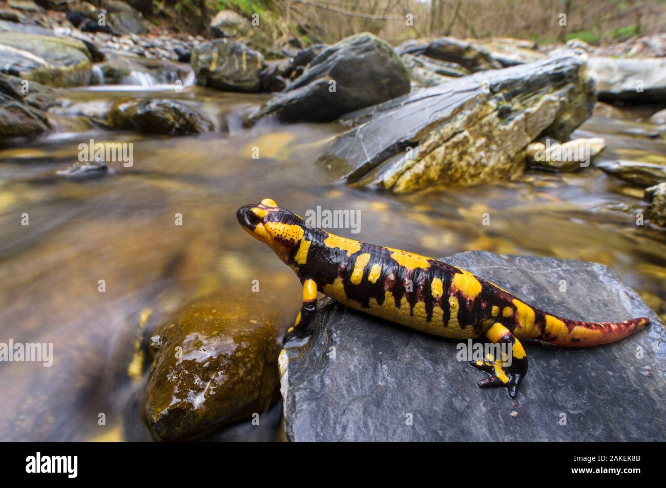 Salamandra pezzata (Salamandra salamandra) femmina quasi pronto per dare vita al suo larve nel flusso, Appennino. Antola Parco Regionale, Italia Foto Stock