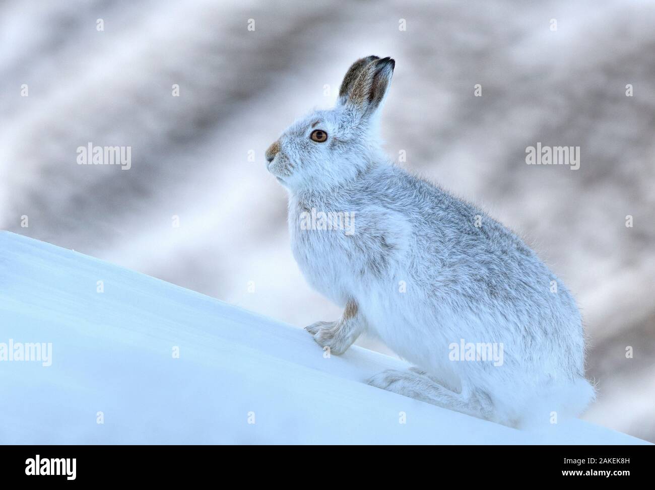 Mountain lepre (Lepus timidus) sulle montagne, Scotland, Regno Unito. Piccolo repro solo. Gennaio. Foto Stock