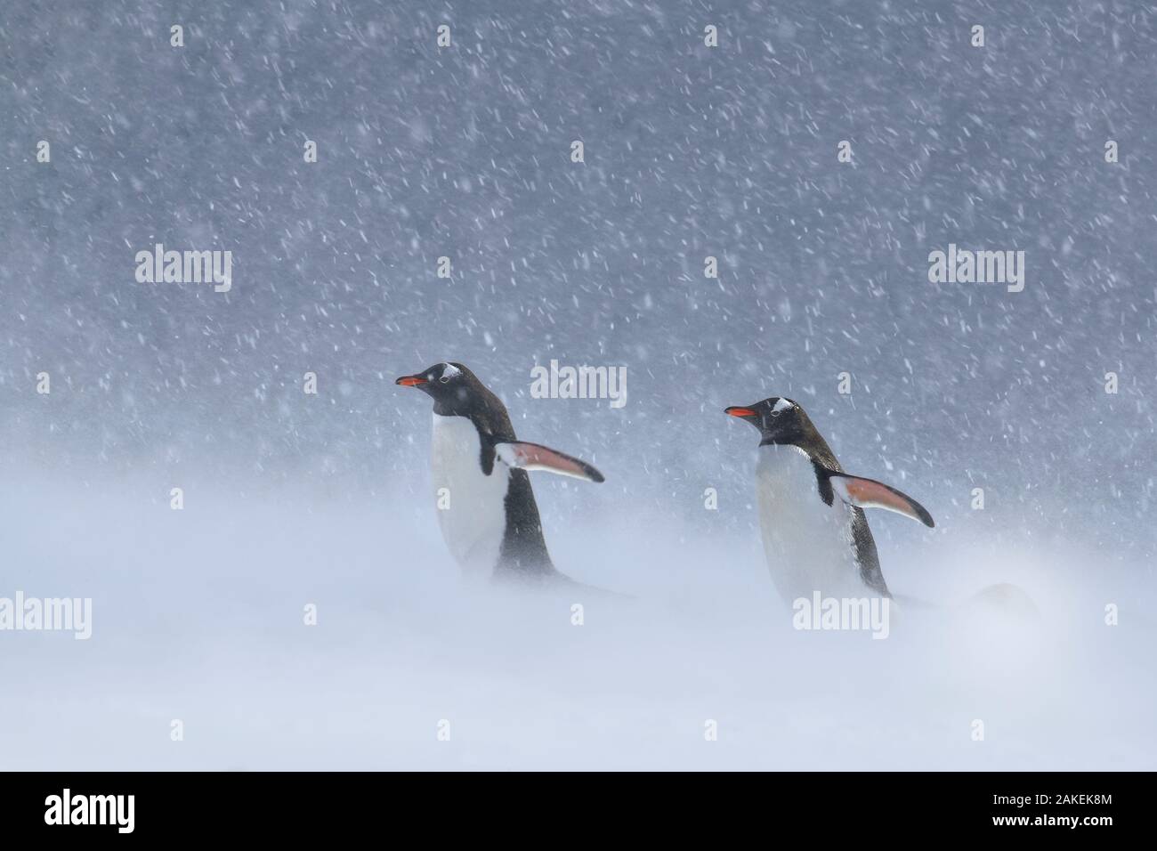 Pinguino Gentoo (Pygoscelis papua) in tempesta di neve, Antartide Foto Stock