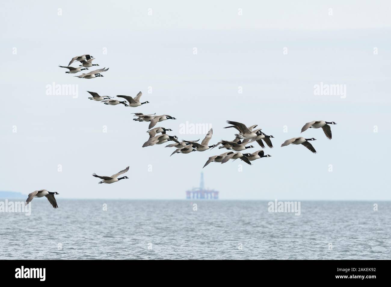 Oche del Canada (Branta canadensis) gregge in volo, Moray Firth, altopiani, Scozia. Giugno. Foto Stock