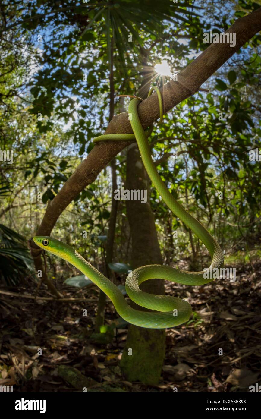 Ruvido green snake (Opheodrys aestivus) appesi a un ramo, Ocala National Forest, Florida, Stati Uniti d'America. Marzo. Foto Stock