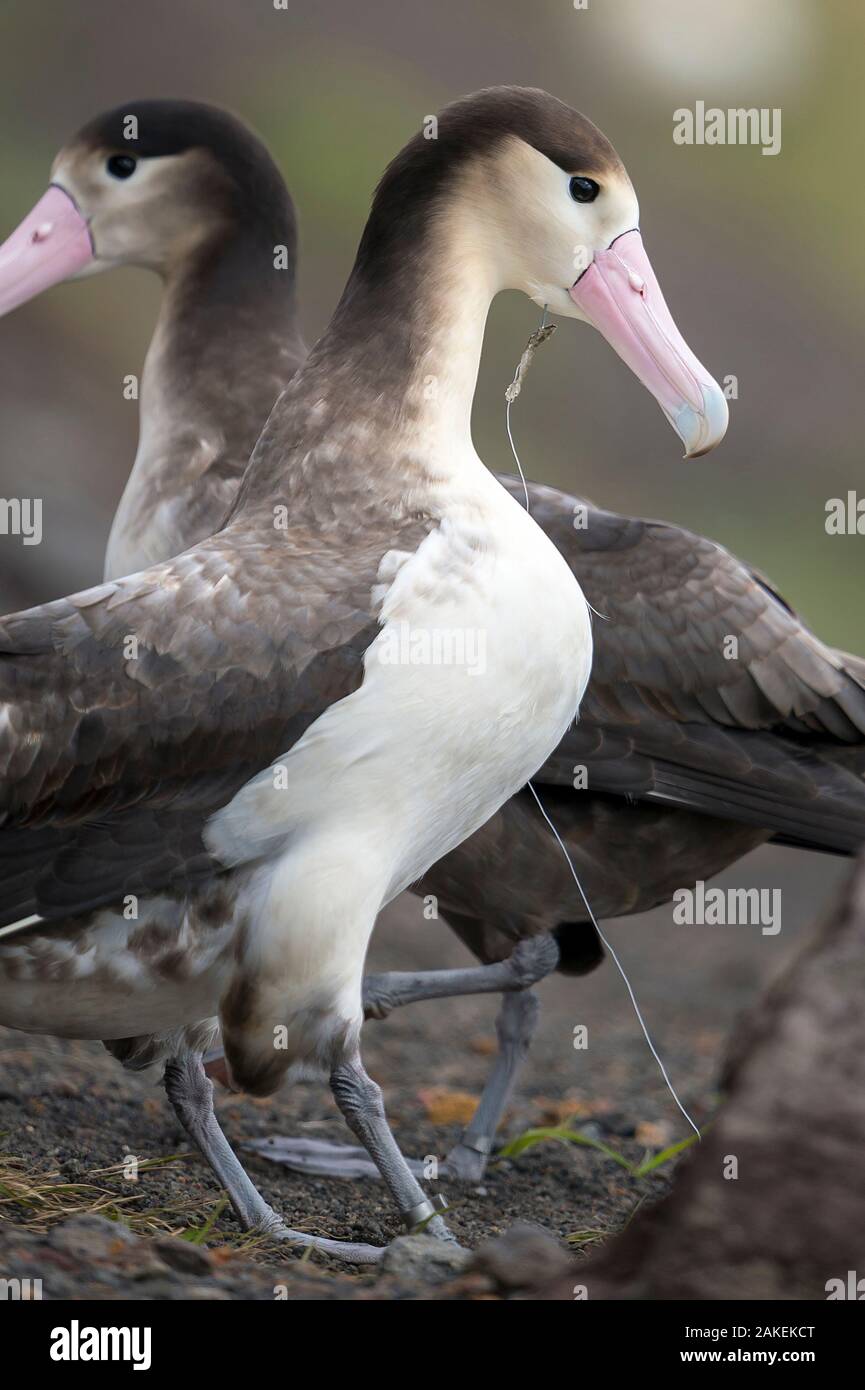 Breve tailed albatross (Phoebastria albatrus) subadult con pesce-gancio e una linea monofilamento incorporato nella gola. Tsubamezaki, Torishima Isola, Giappone. Dicembre. Foto Stock