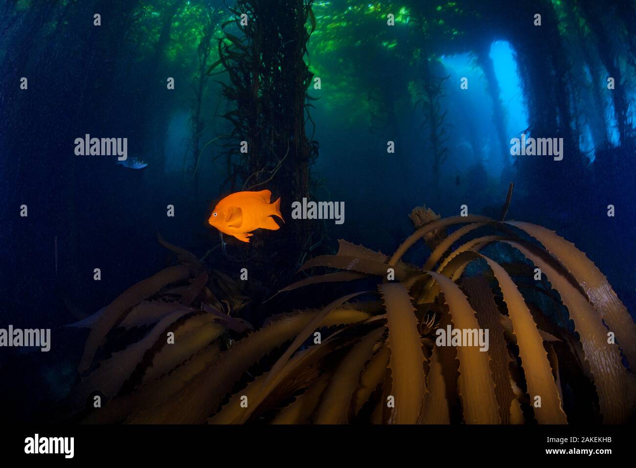 Garibaldi (pesce Hypsypops rubicundus) e Giant Kelp (Macrocystis pyrifera) foresta, San Benitos isole, Baja California Isole del Pacifico Riserva della Biosfera, Baja California, Messico, può Foto Stock