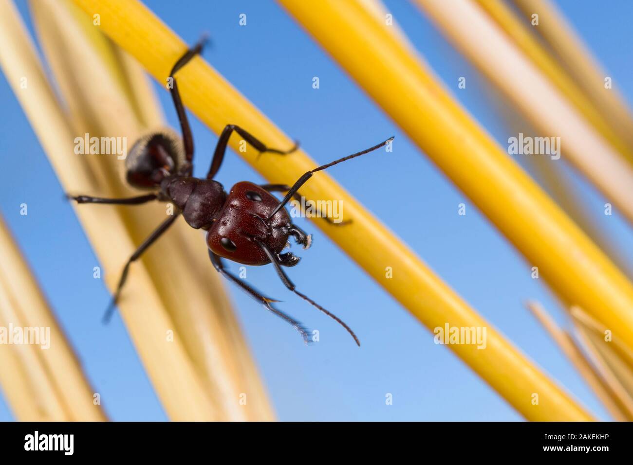 Namib Desert Dune ant (Camponotus detriti, soldato in cerca di cibo tra la vegetazione nelle dune, Namaqua, Namibia Foto Stock