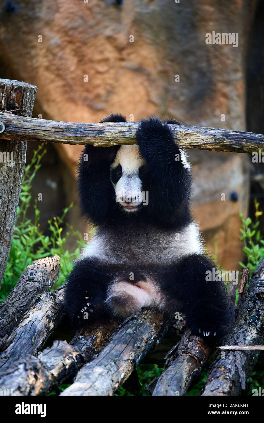 Panda gigante (Ailuropoda melanoleuca) cub giocando sulla struttura in legno. Meng Yuan, il primo panda gigante mai nato in Francia, di età di dieci mesi, Captive a Beauval Zoo, Saint Aignan sur cher, Francia Foto Stock