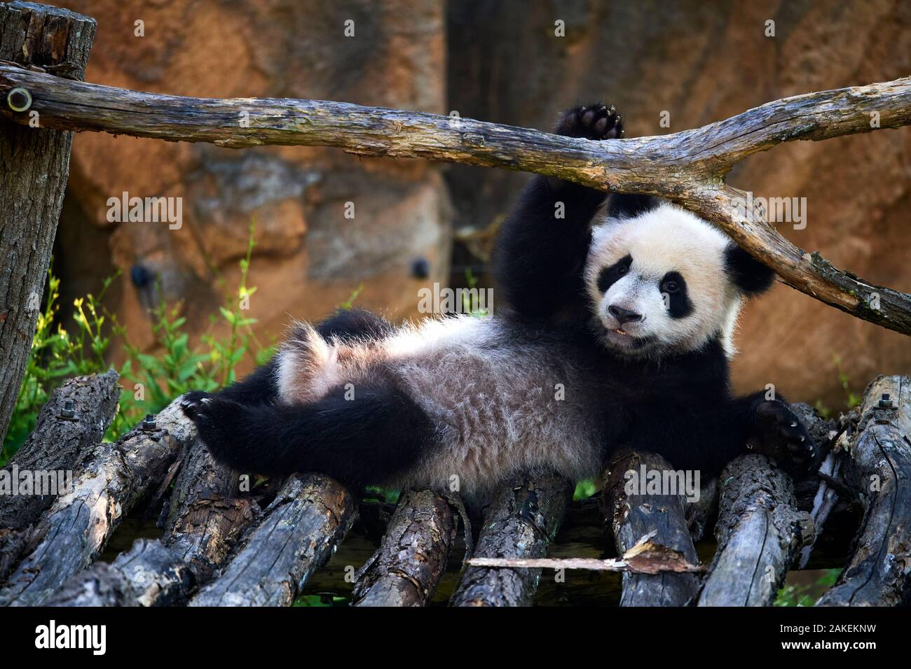 Panda gigante (Ailuropoda melanoleuca) cub giocando sulla struttura in legno. Meng Yuan, il primo panda gigante mai nato in Francia, di età di dieci mesi, Captive a Beauval Zoo, Saint Aignan sur cher, Francia Foto Stock